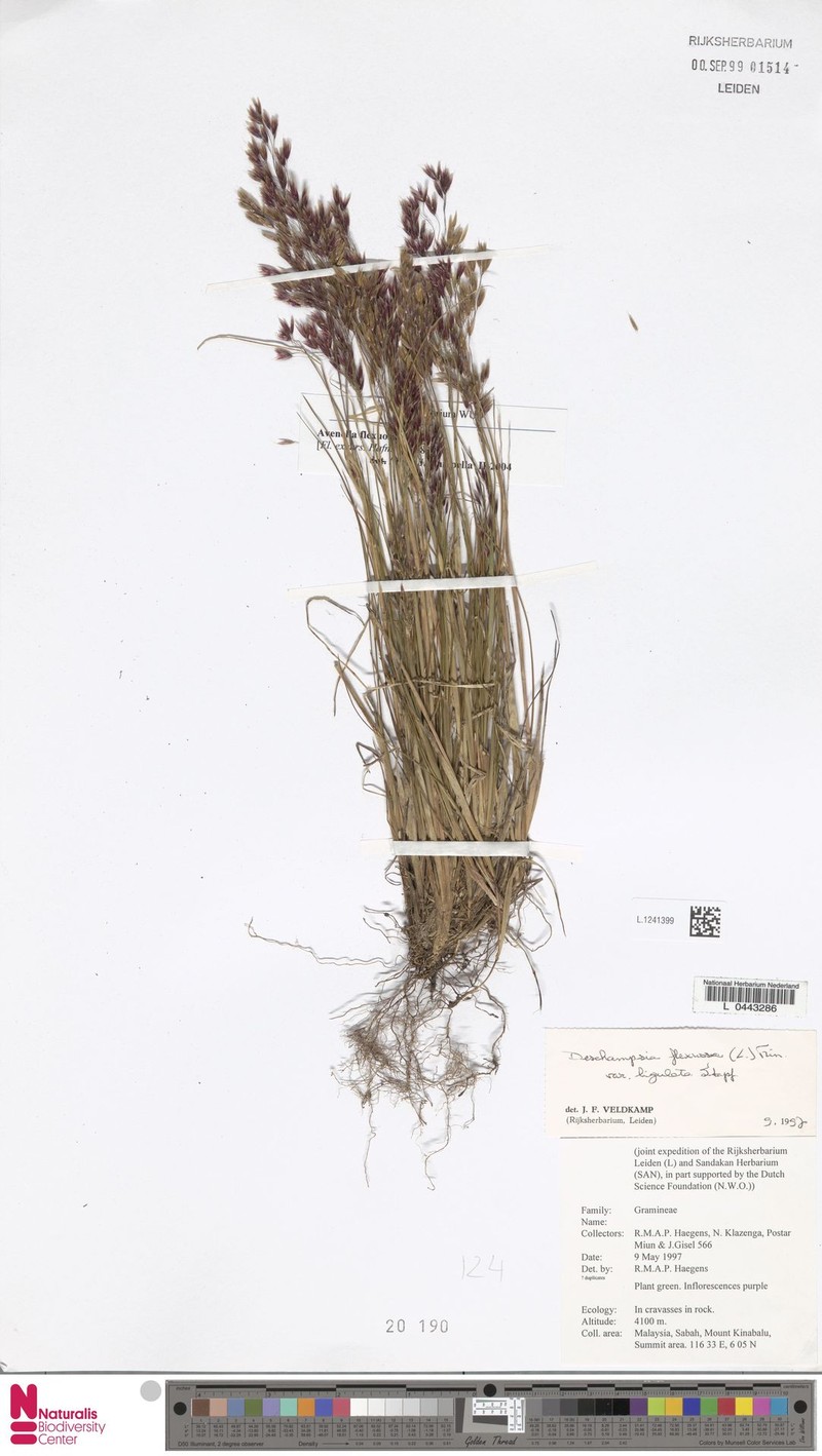 Avenella flexuosa subsp. ligulata photo 2