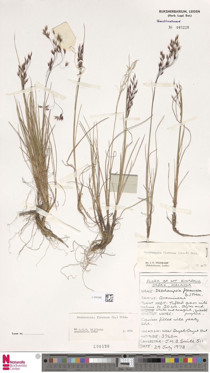 Avenella flexuosa subsp. ligulata photo 3