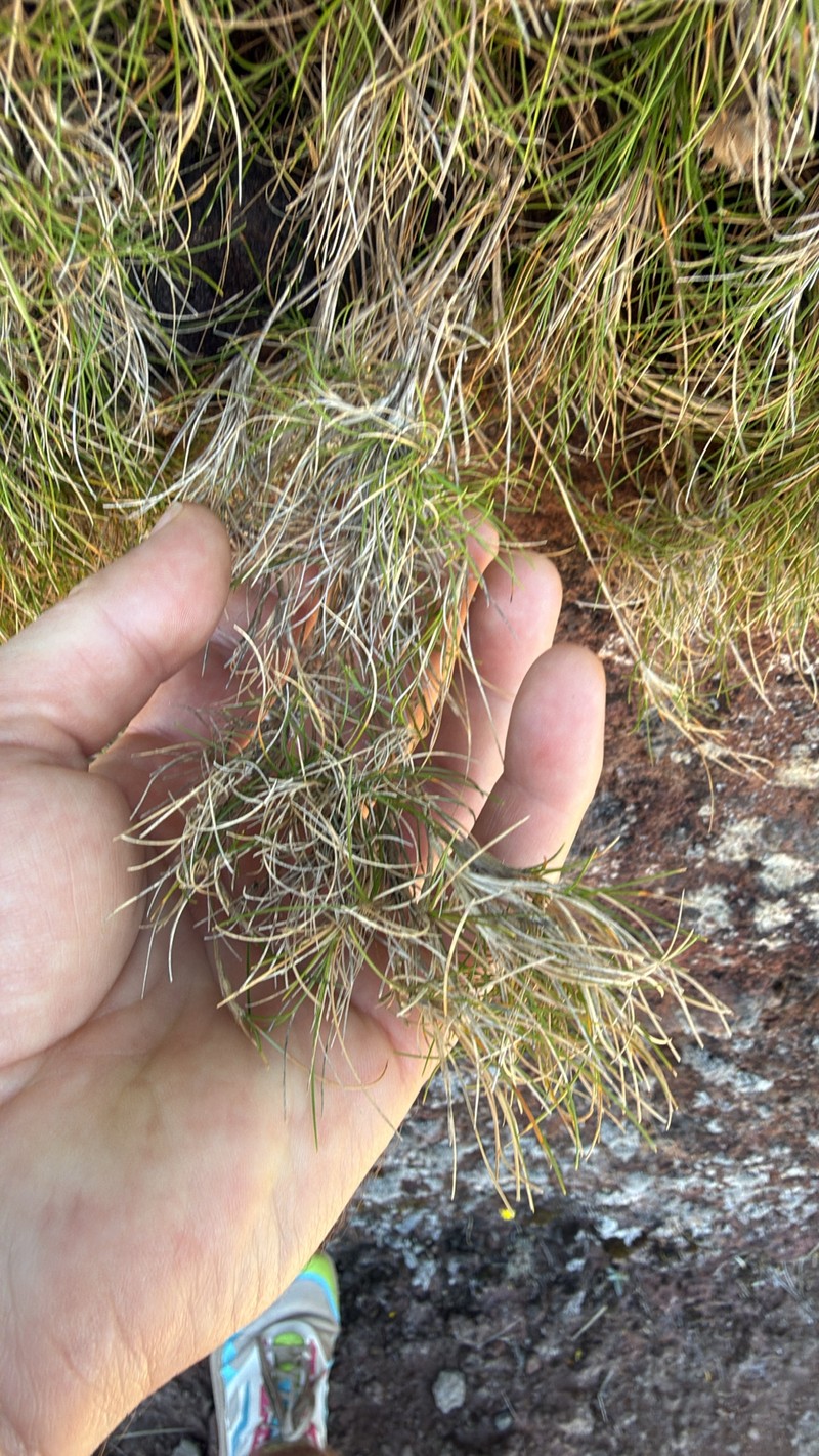 Avenella flexuosa subsp. maderensis