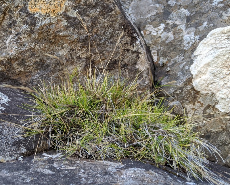 Avenella flexuosa subsp. maderensis photo 2