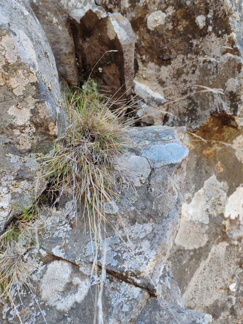 Avenella flexuosa subsp. maderensis photo 3