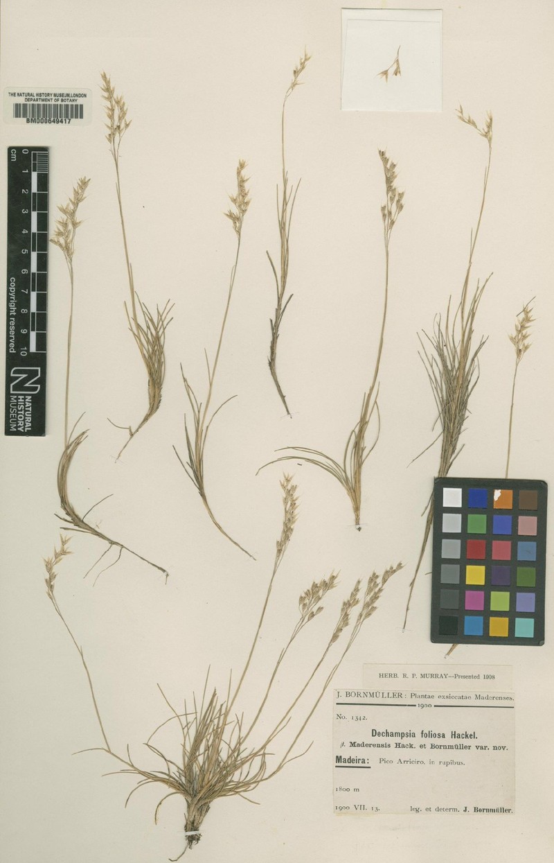 Avenella flexuosa subsp. maderensis photo 4