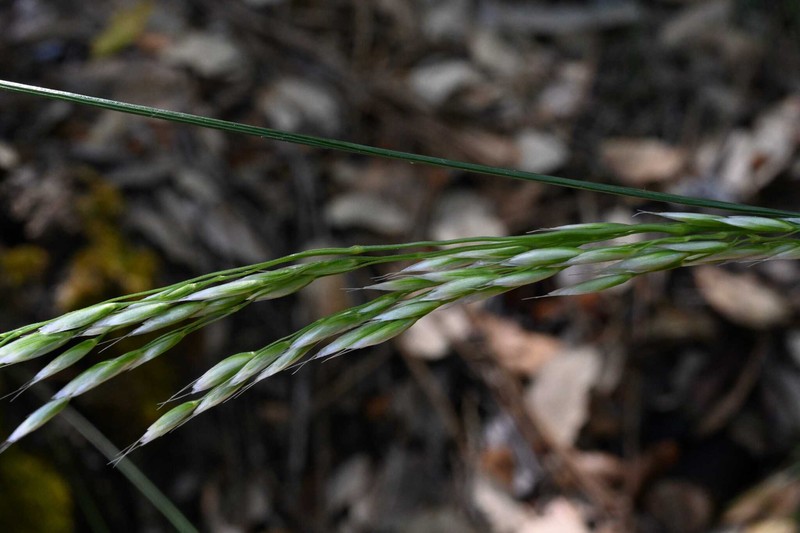 Avenella flexuosa subsp. stricta
