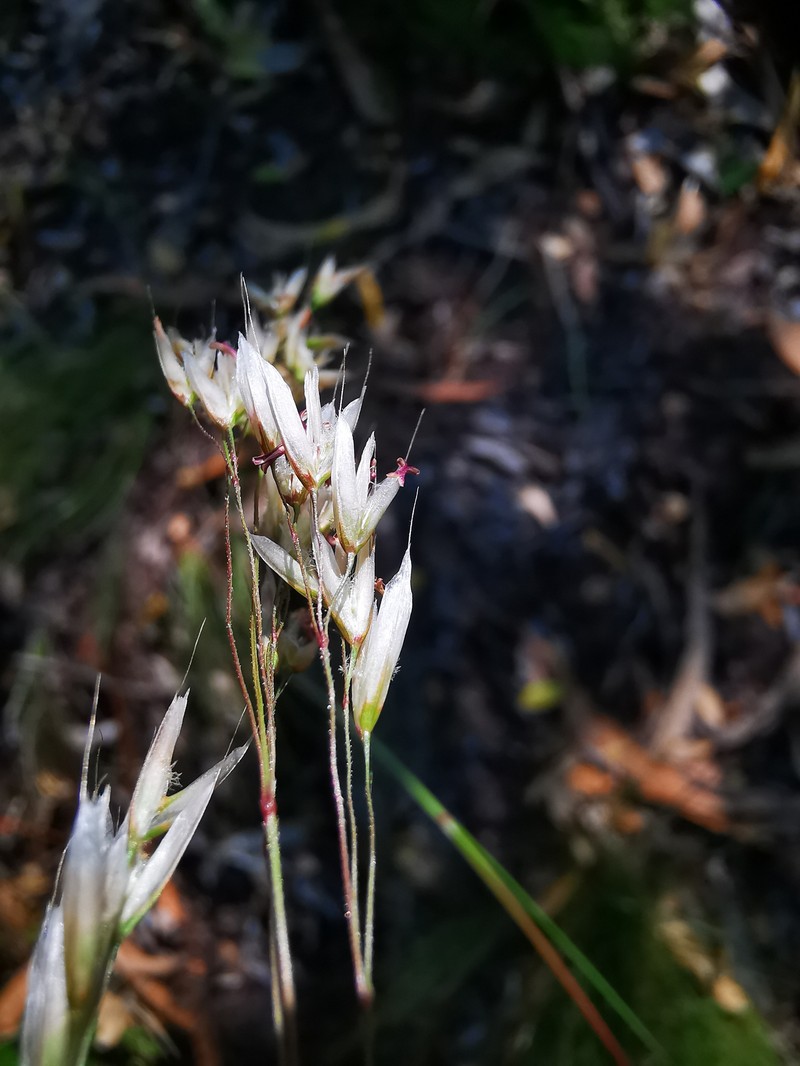 Avenella flexuosa subsp. stricta photo 2