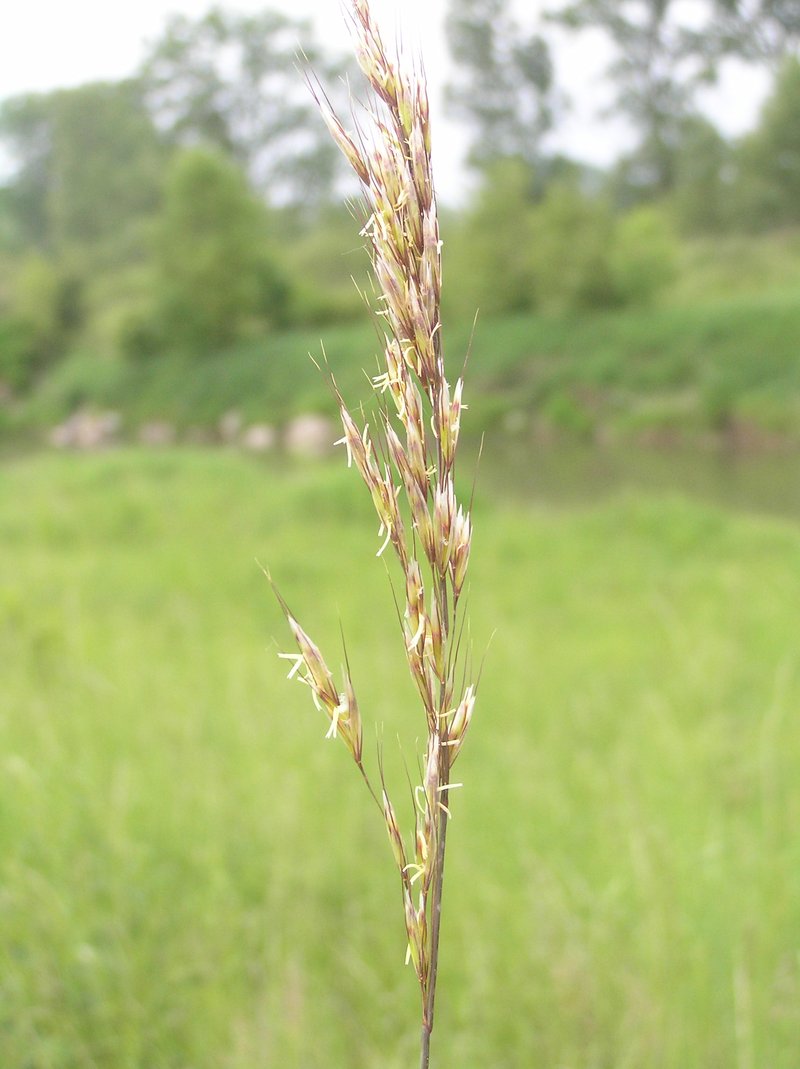 Downy Alpine Oatgrass photo 2