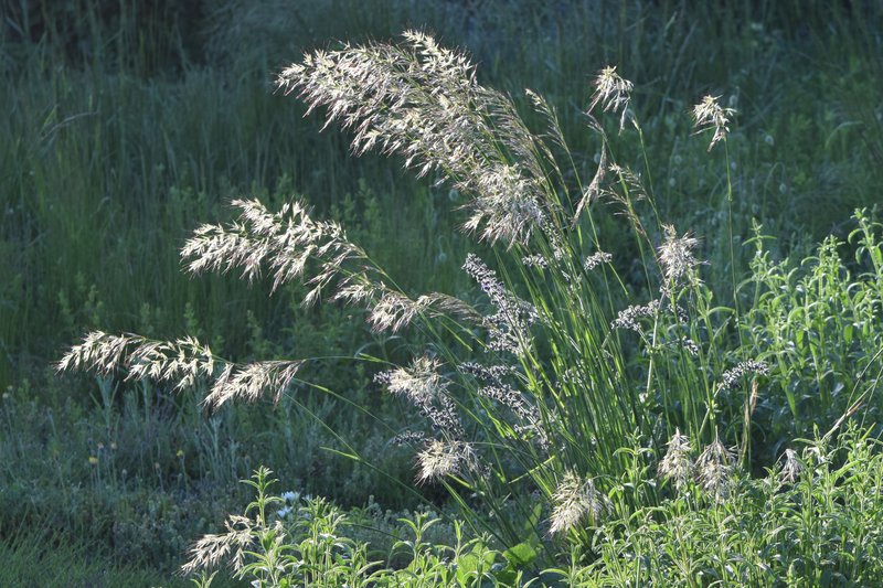 Downy Alpine Oatgrass photo 3