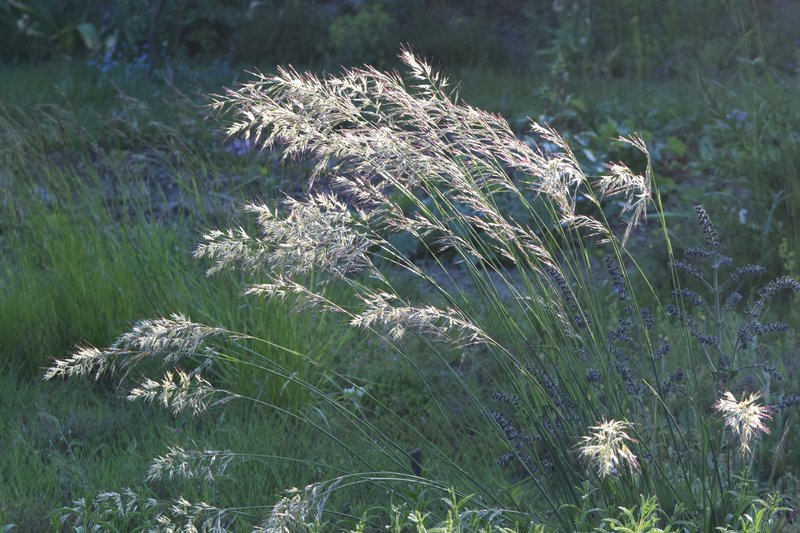 Downy Alpine Oatgrass photo 4