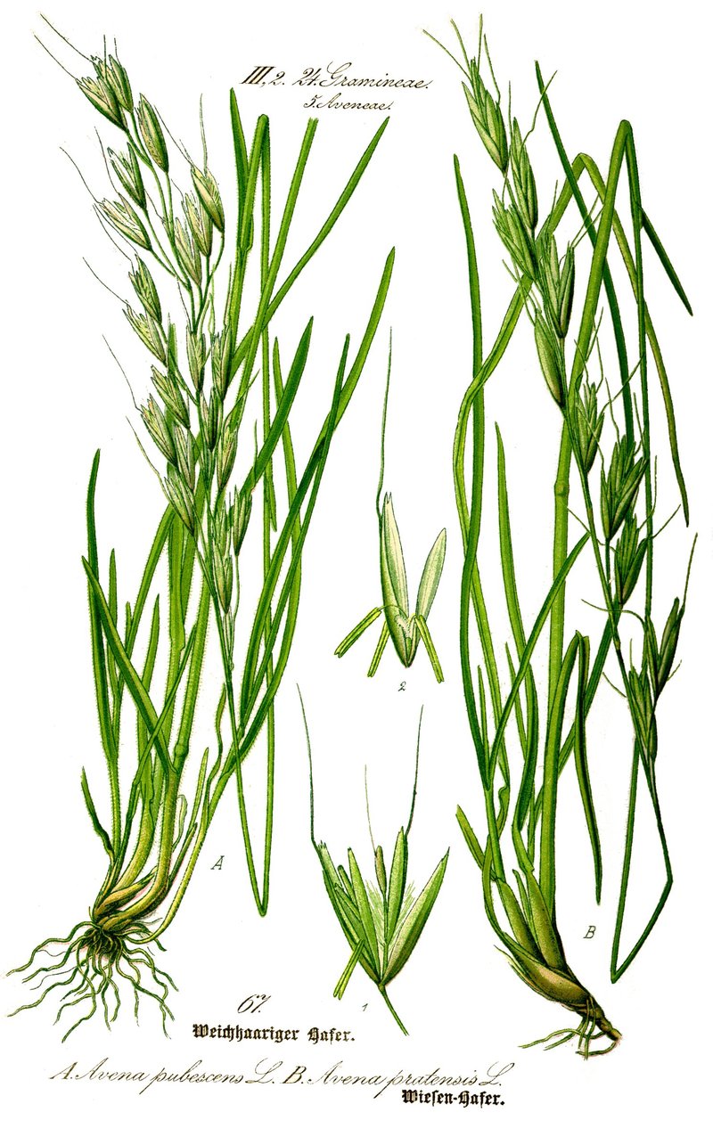 Downy Alpine Oatgrass