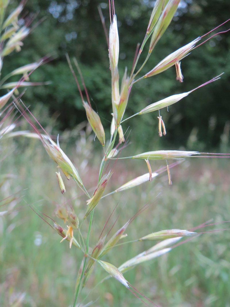 Downy Alpine Oatgrass photo 5