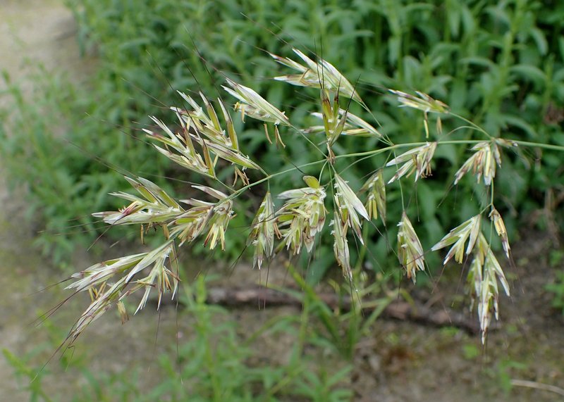 Downy Alpine Oatgrass photo 6