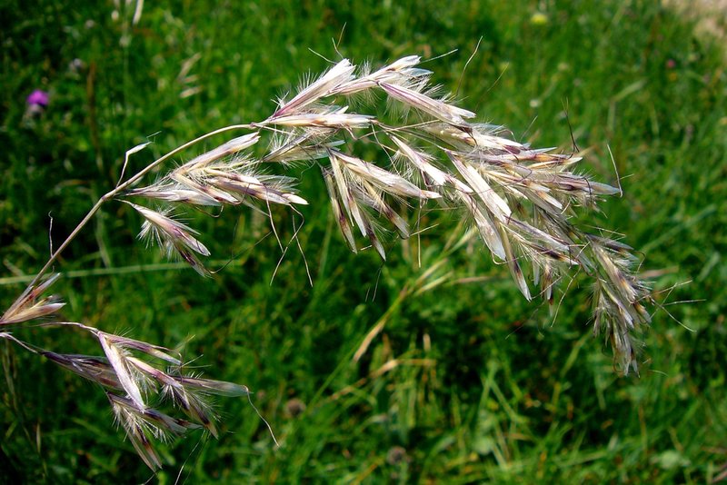 Downy Alpine Oatgrass photo 7