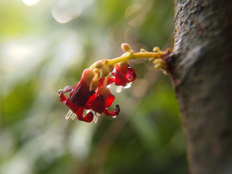Bilimbi photo 3