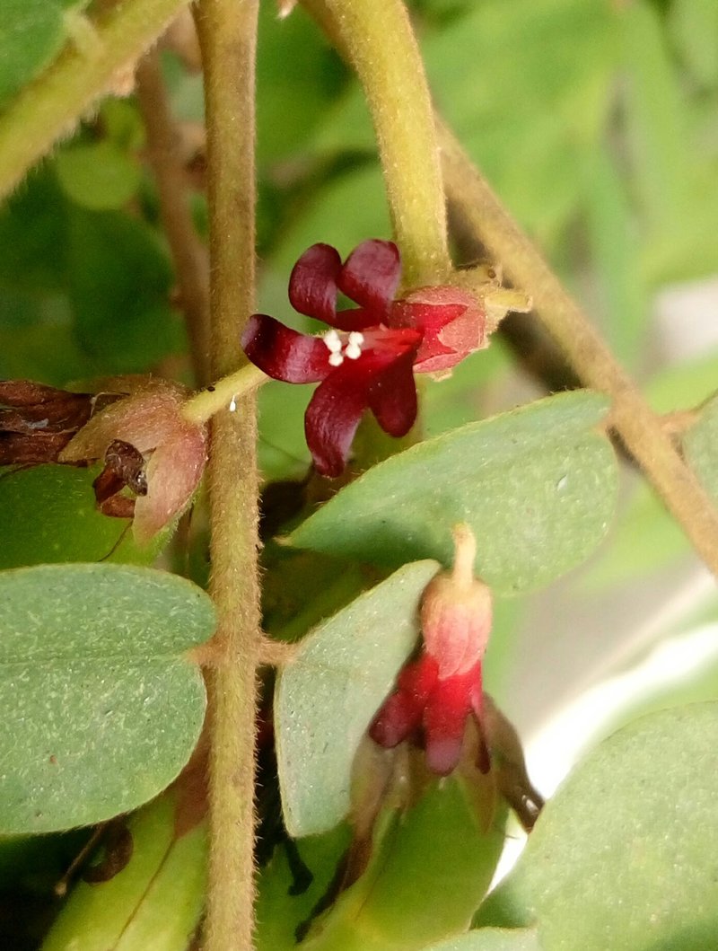 Bilimbi photo 4