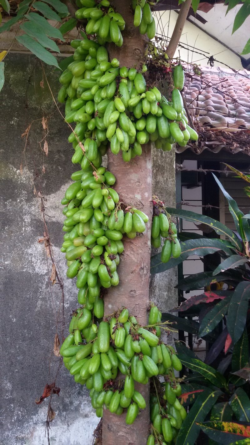 Bilimbi photo 5