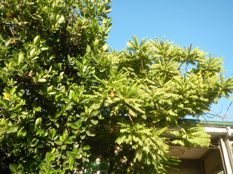 Bilimbi photo 6