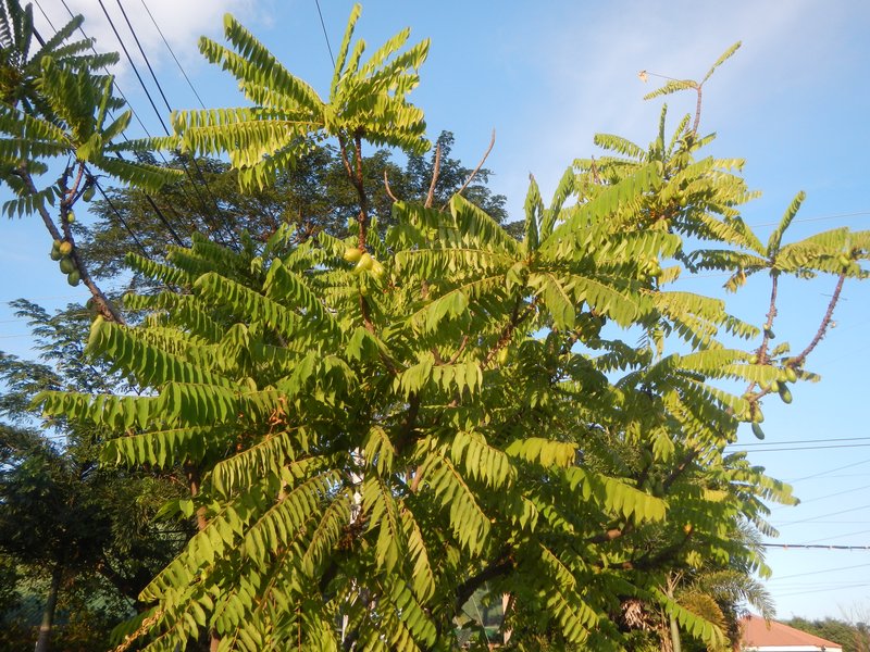 Bilimbi photo 7