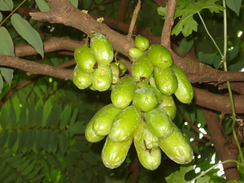 Bilimbi photo 8