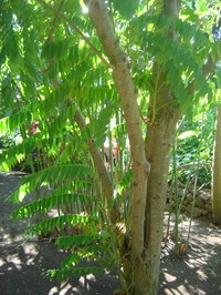 Bilimbi