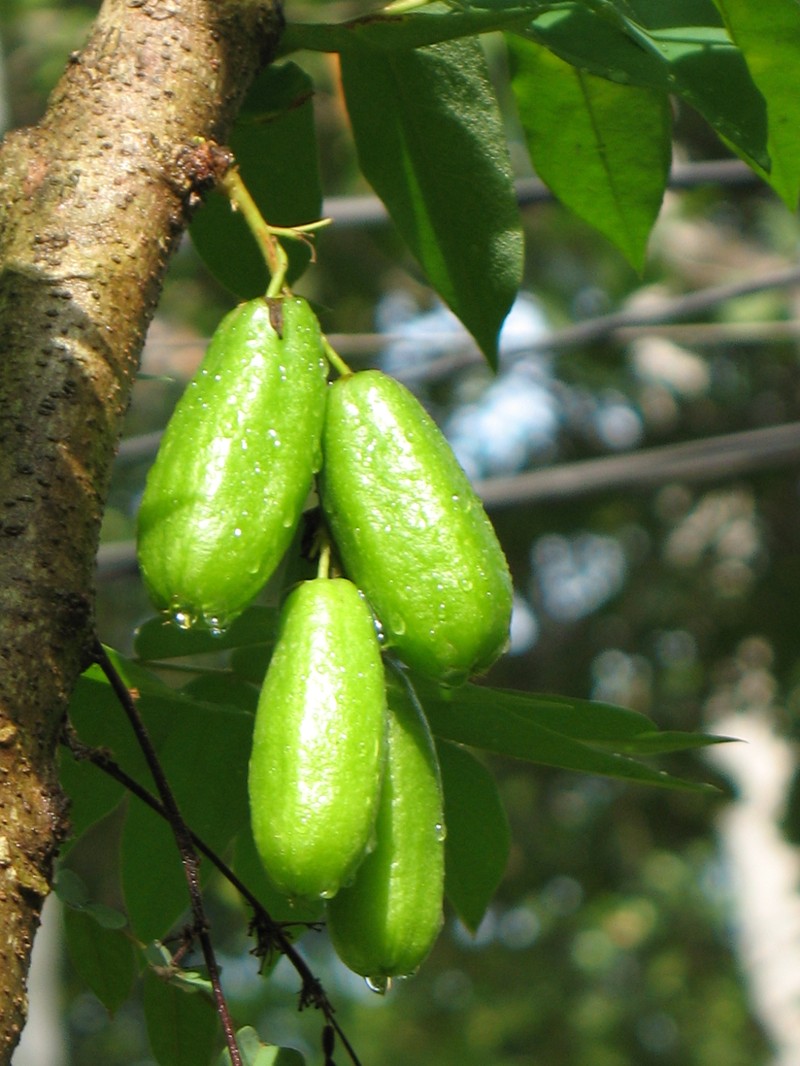 Bilimbi photo 2