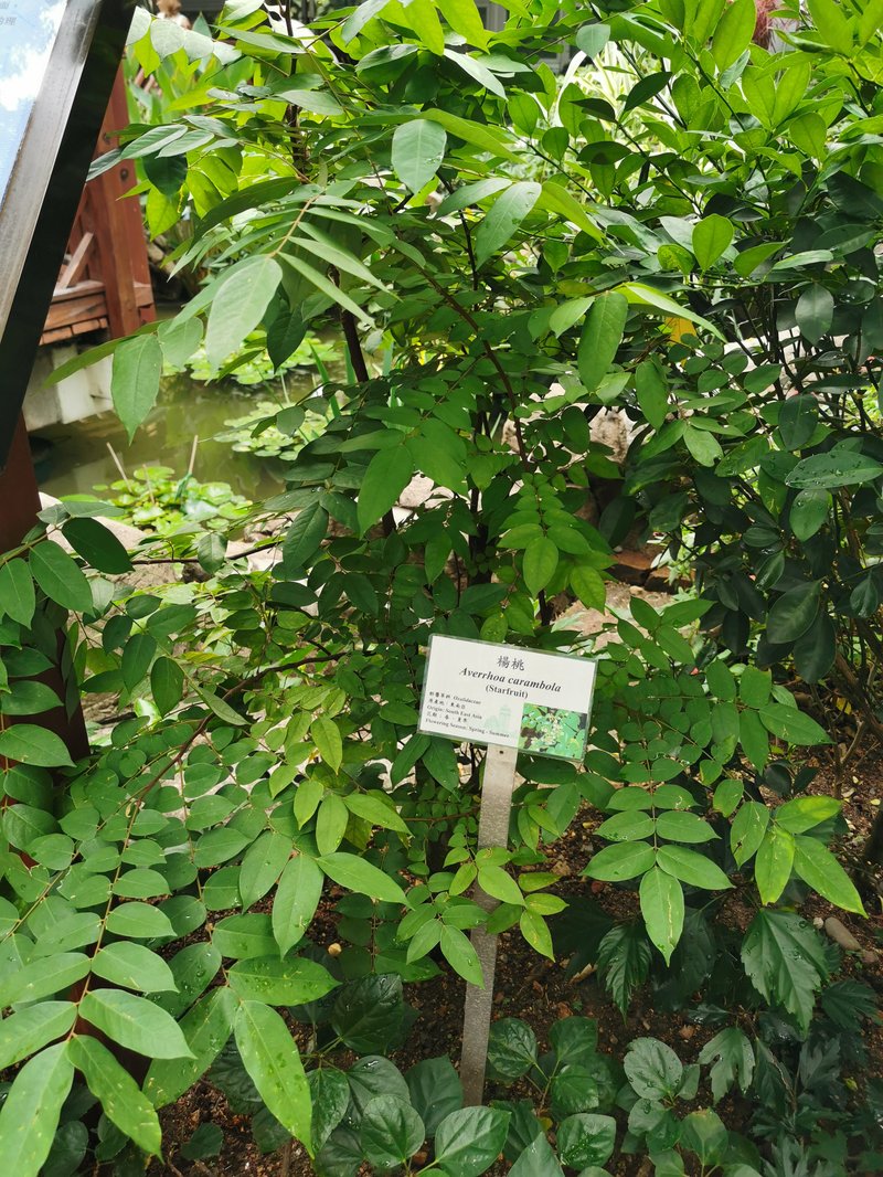 Carambola photo 4