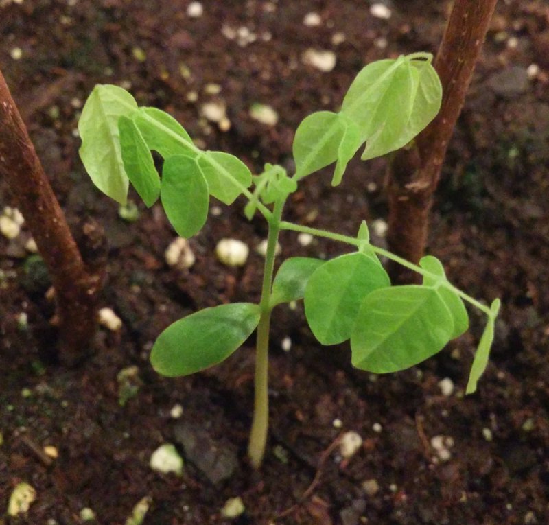 Carambola photo 5