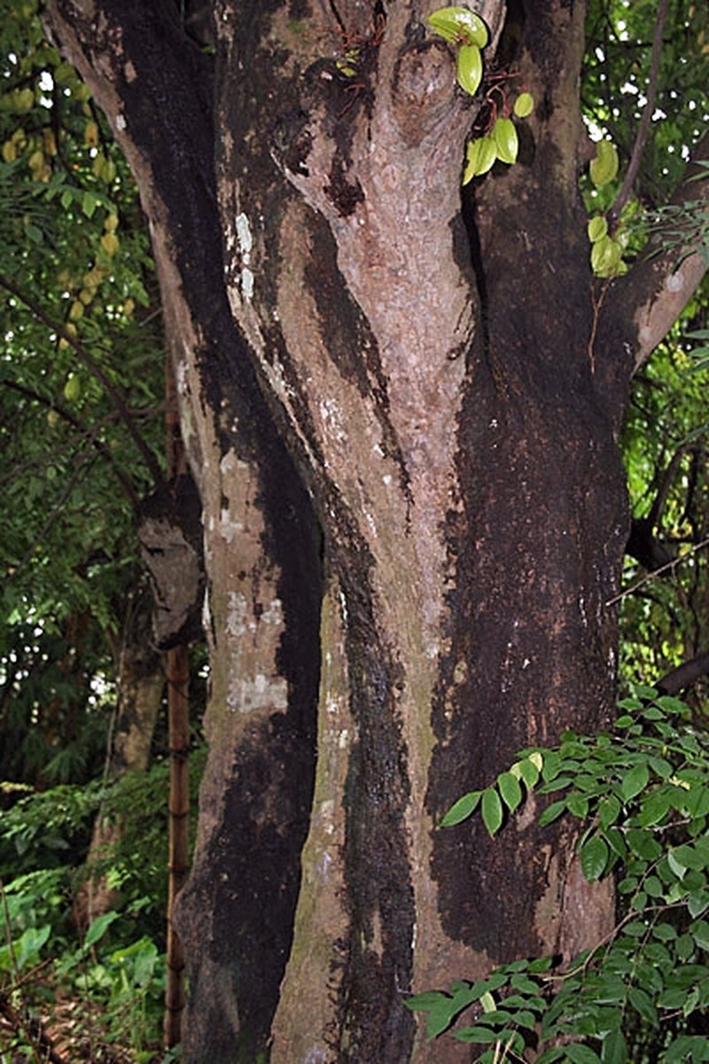 Carambola photo 7