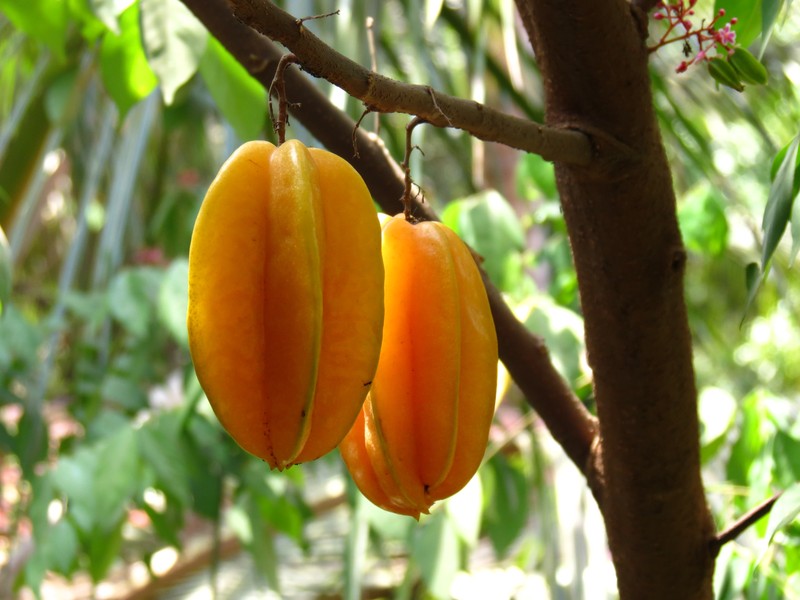 Carambola photo 2
