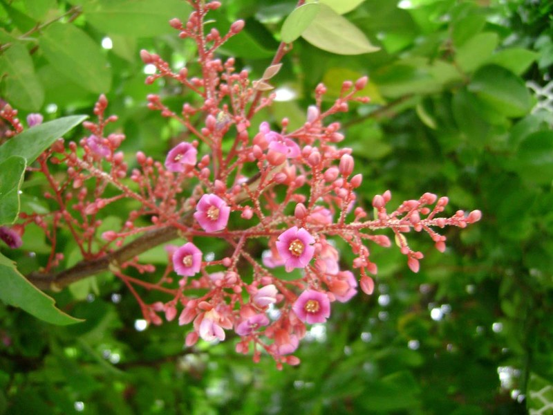 Carambola photo 3