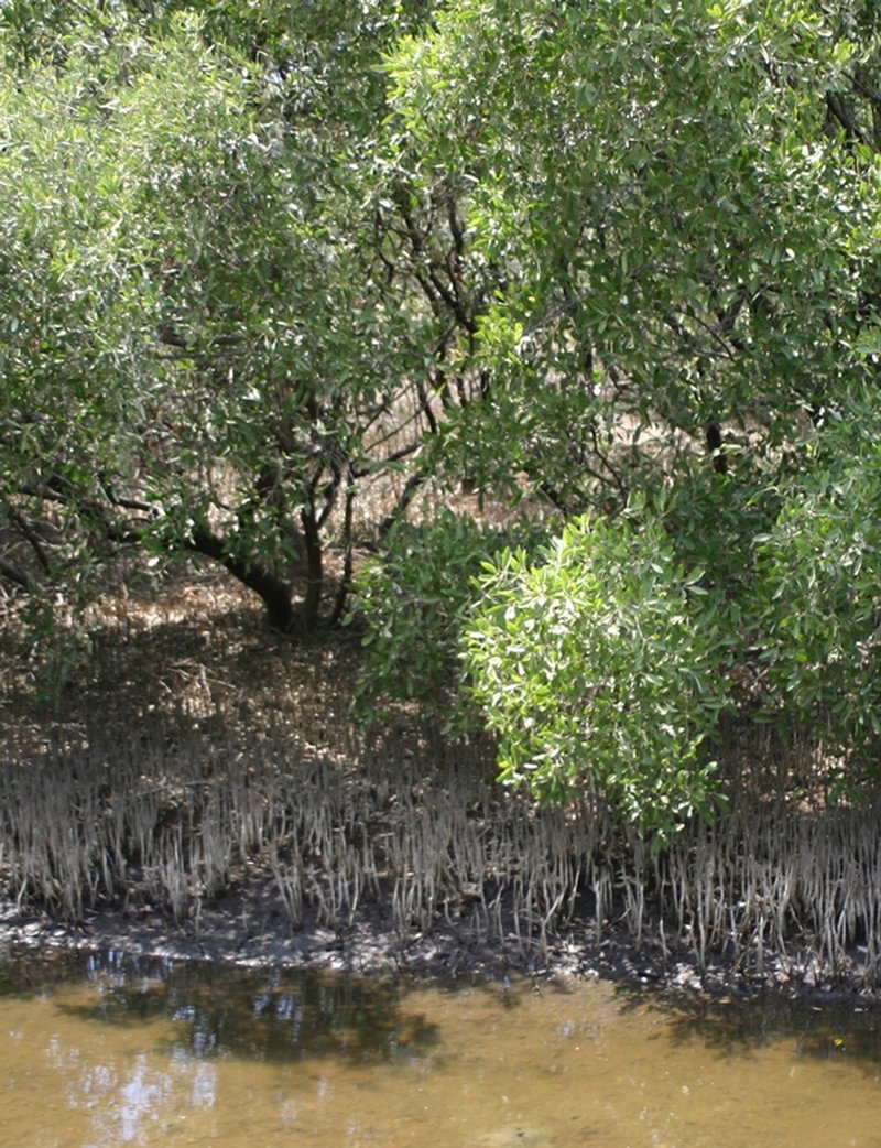 Black Mangrove photo 2