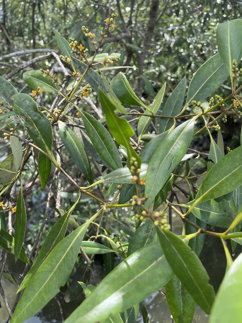 Avicennia alba photo 3