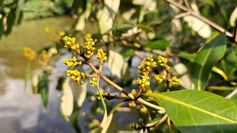 Avicennia alba photo 5