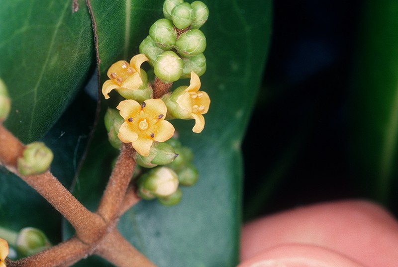 Avicennia alba photo 6