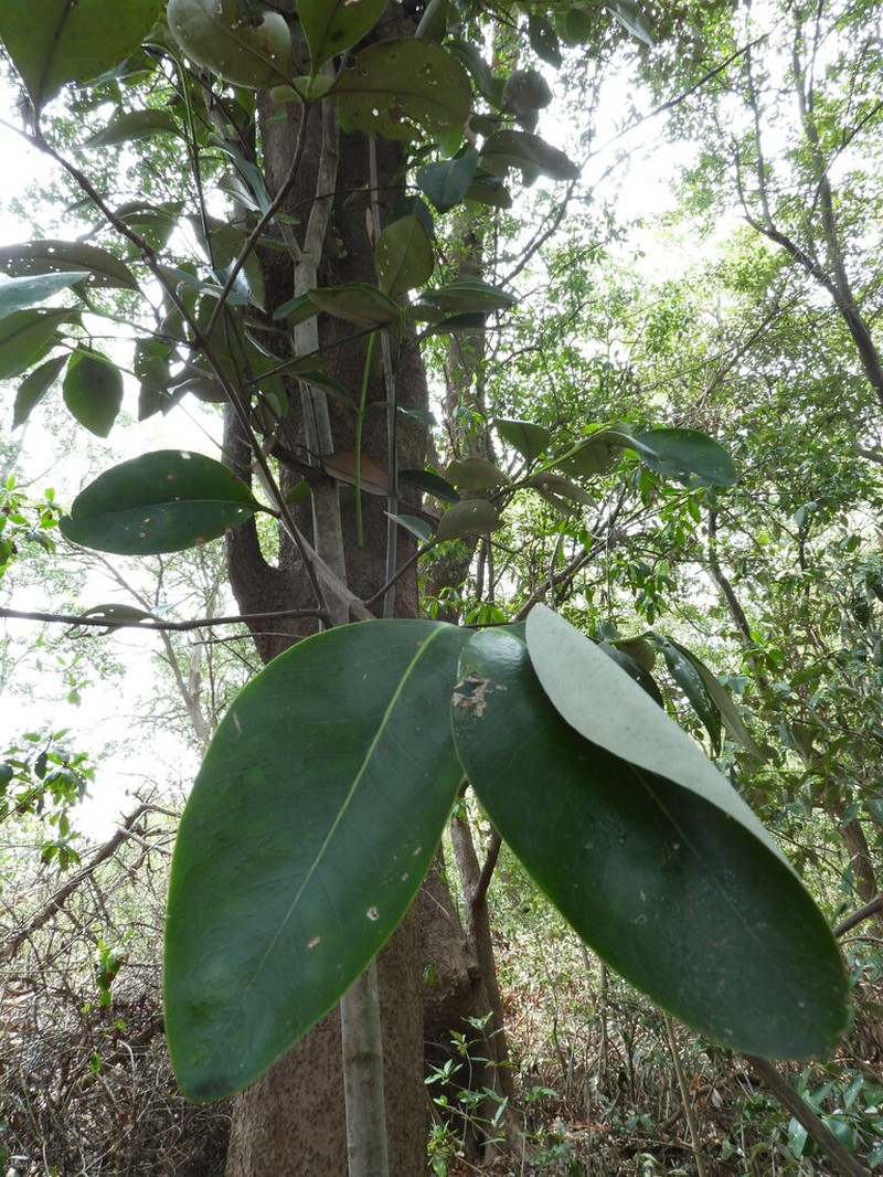 Avicennia bicolor