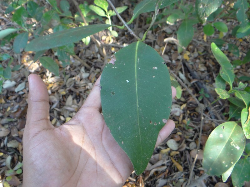 Avicennia bicolor photo 2