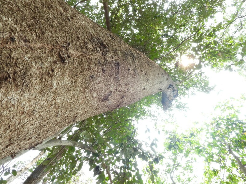 Avicennia bicolor photo 3