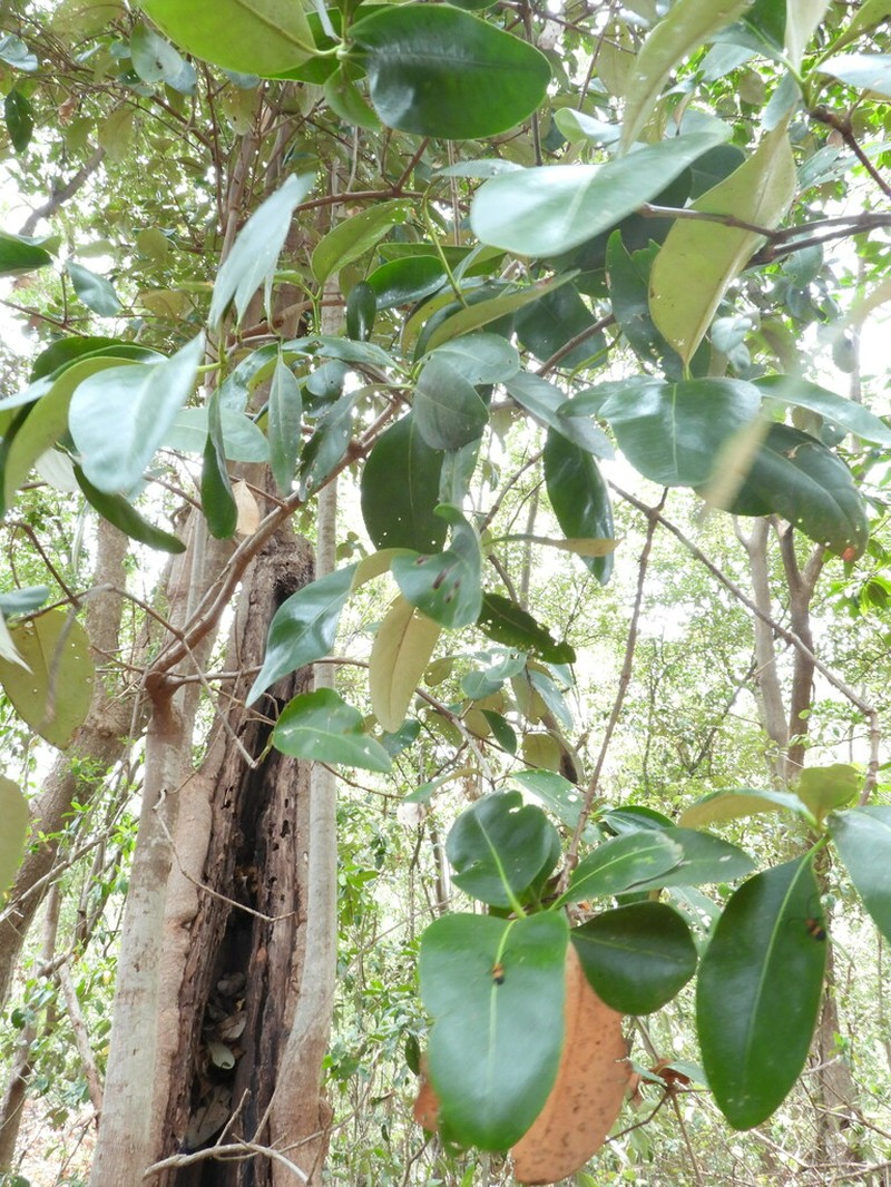Avicennia bicolor photo 4