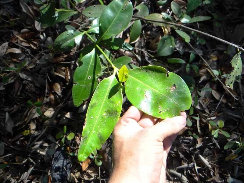 Avicennia bicolor photo 5