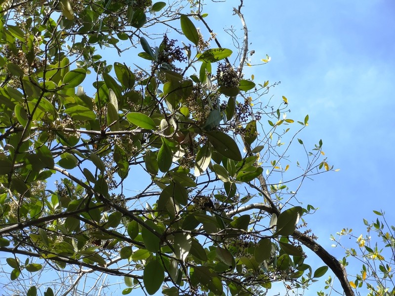Avicennia bicolor photo 6