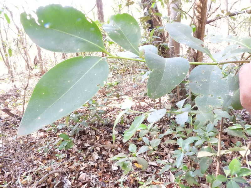 Avicennia bicolor photo 7