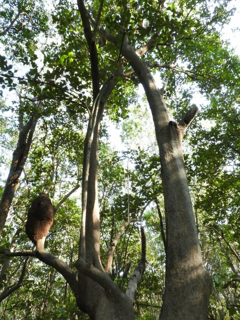 Avicennia bicolor photo 8