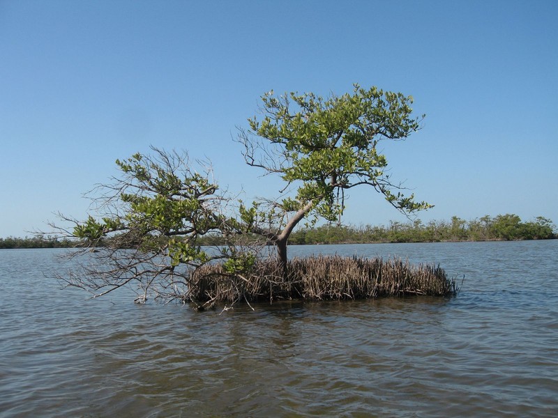 Black Mangrove photo 3