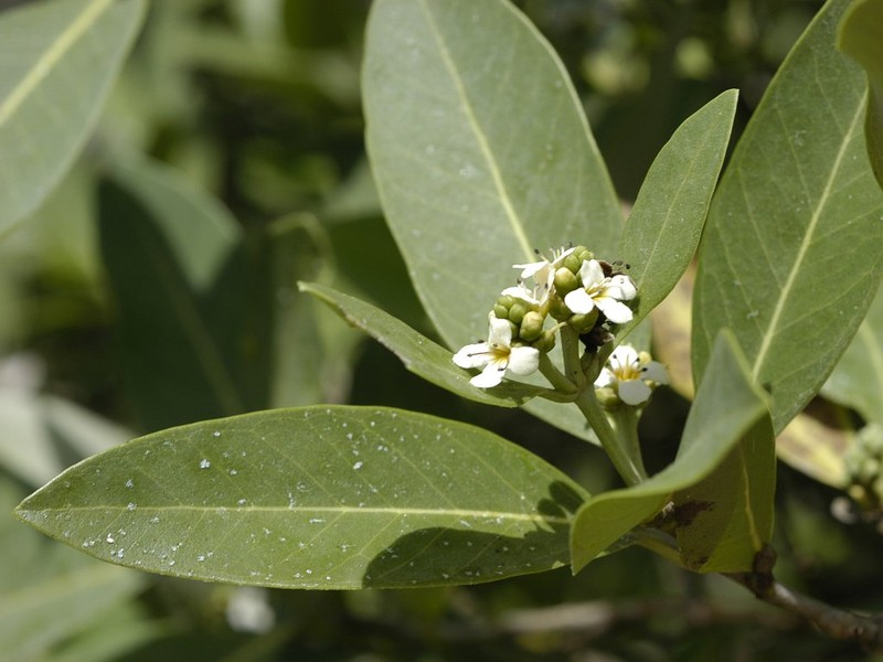 Black Mangrove photo 4