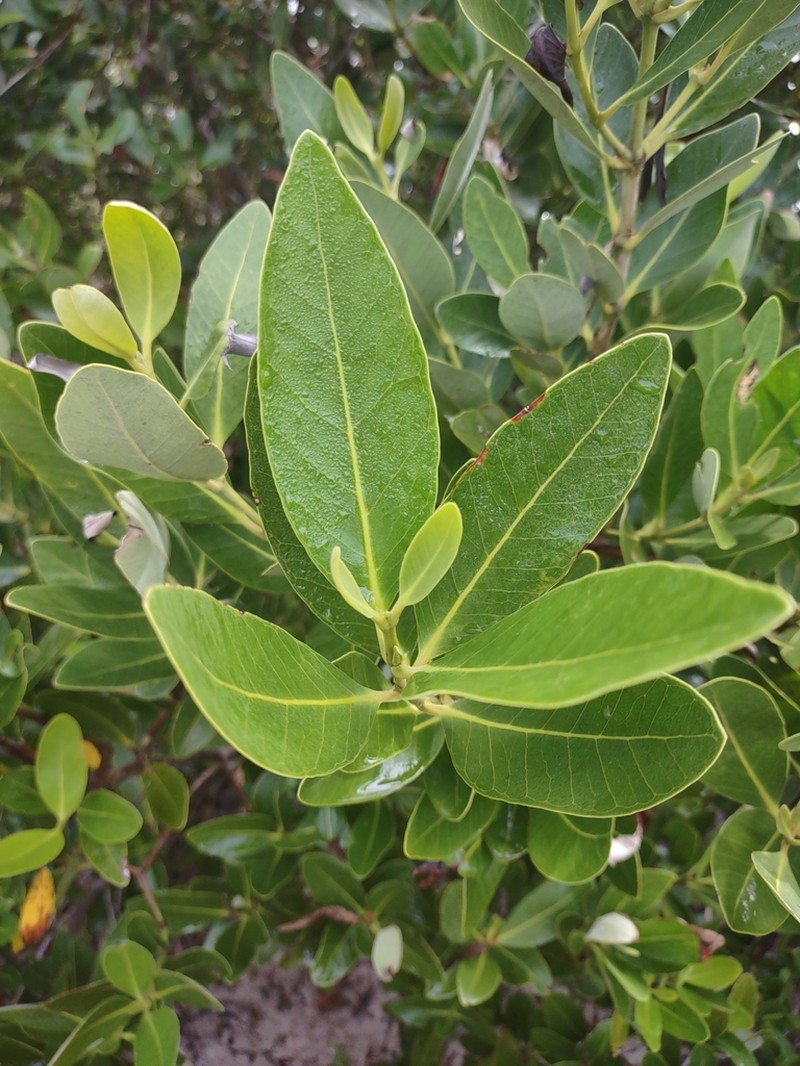 Black Mangrove photo 6
