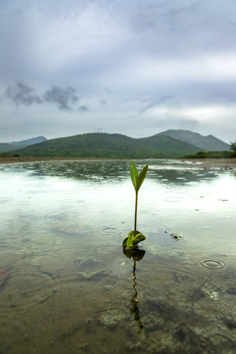 Black Mangrove photo 7
