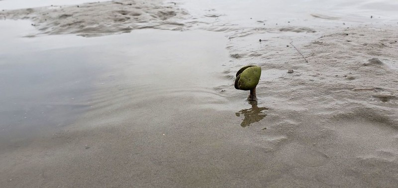Black Mangrove photo 7