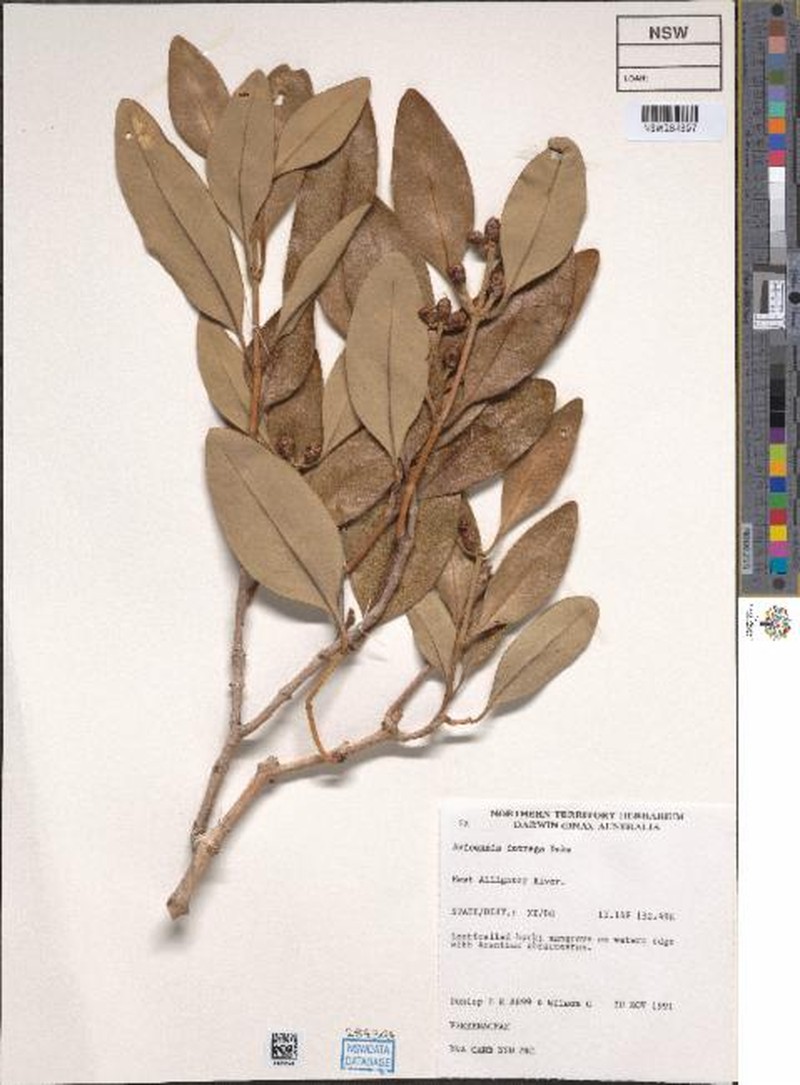 Avicennia integra