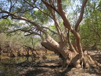 Gray Mangrove