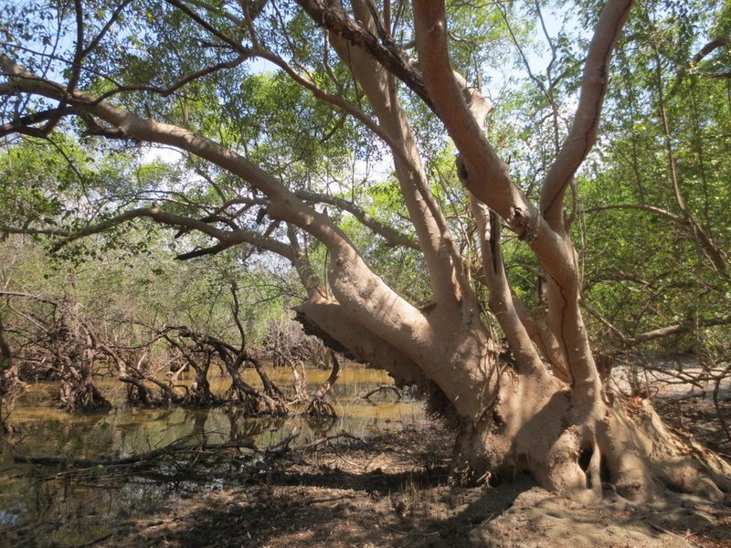 Gray Mangrove