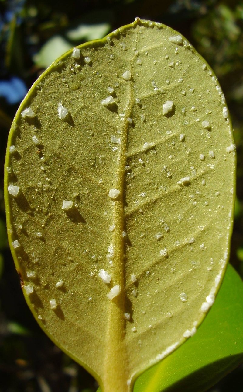 Gray Mangrove photo 4