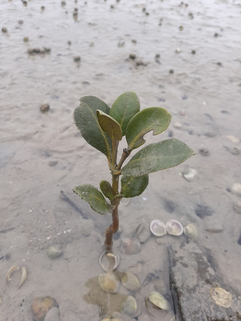 Gray Mangrove photo 5